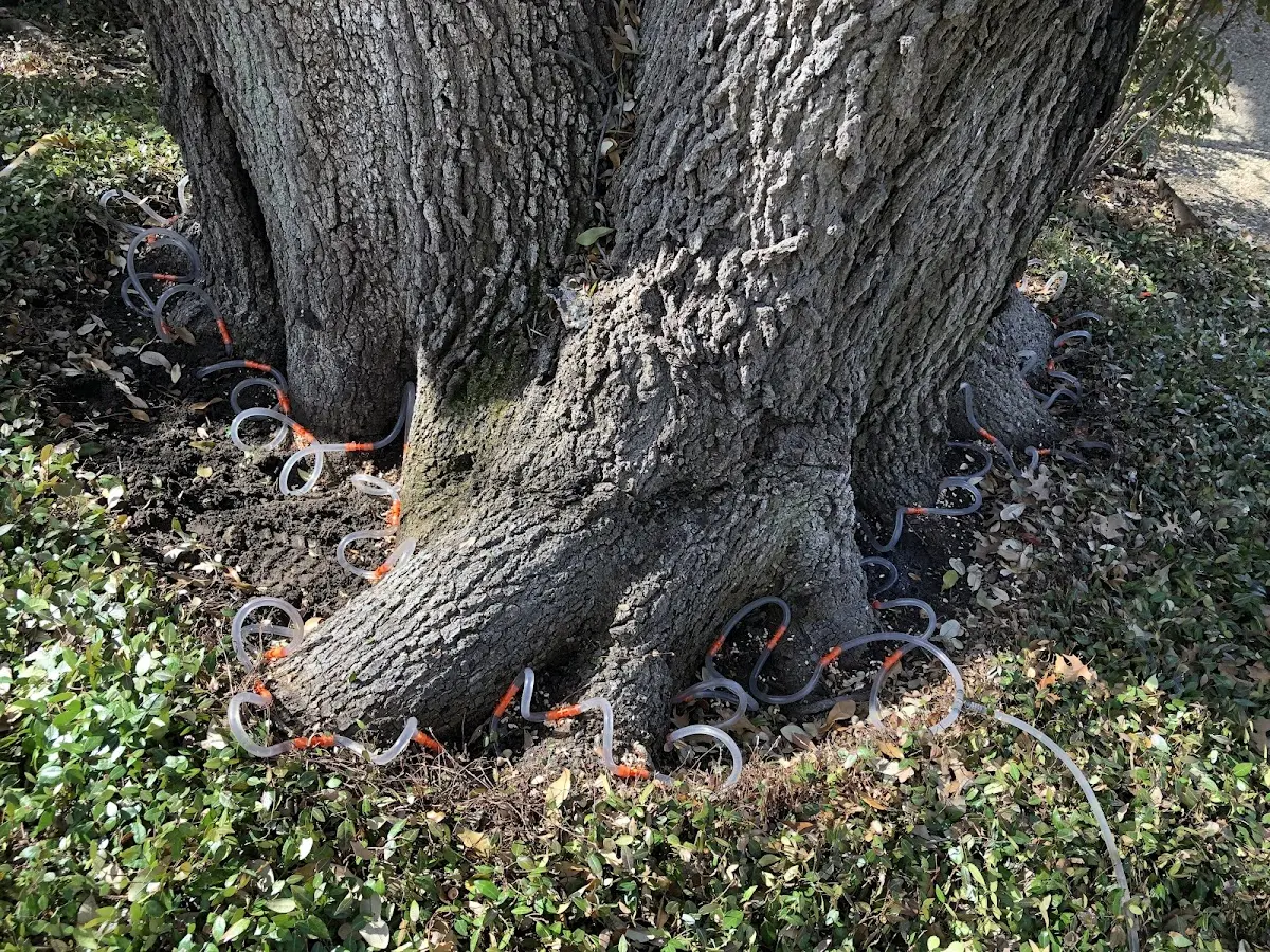 Detailed Tree Cabling and Bracing job site in Churchville