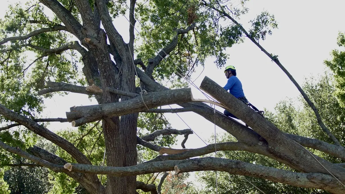 Professional Crown Thinning performed by certified arborists in Churchville