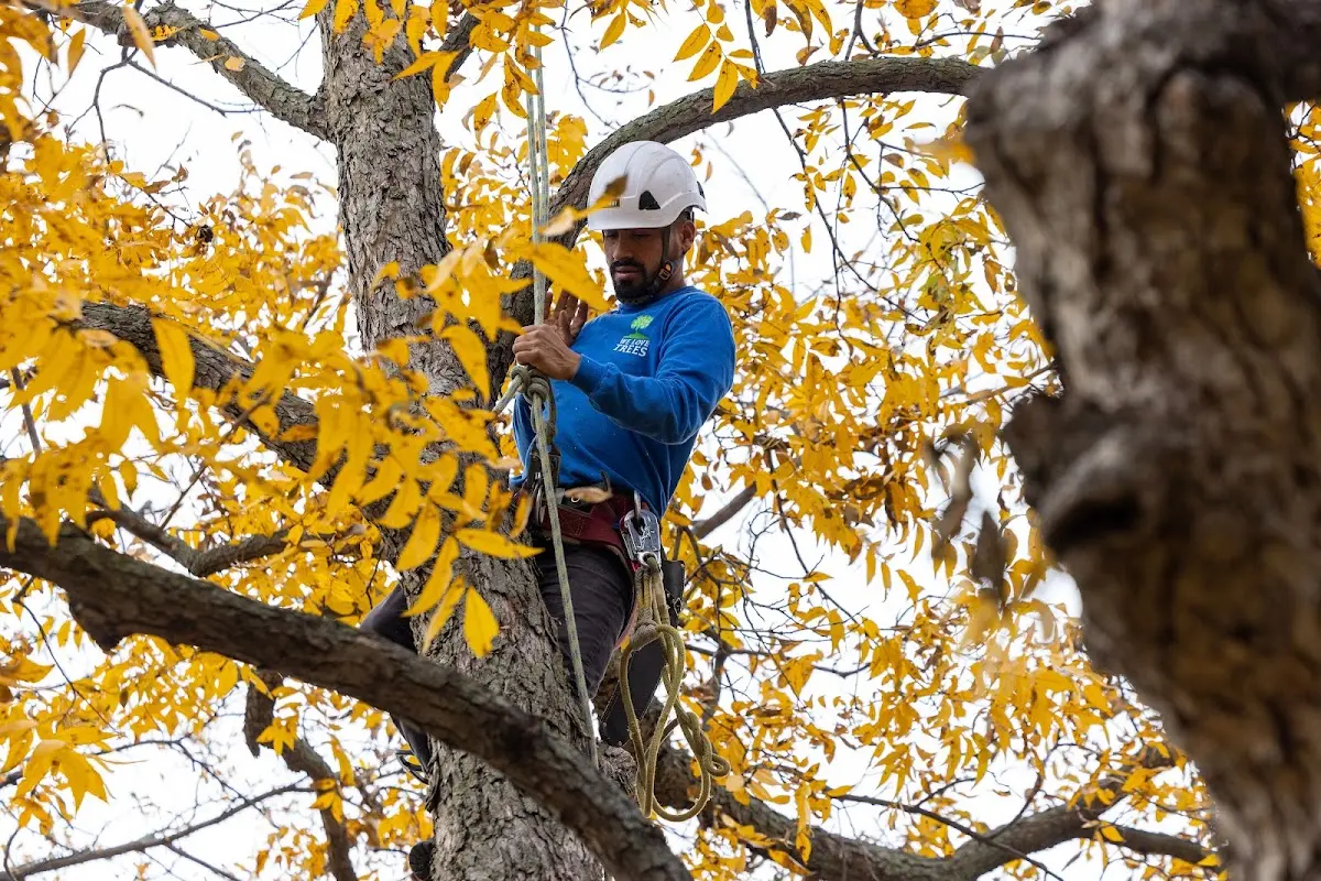 Skilled Tree Transplanting crew working in Churchville